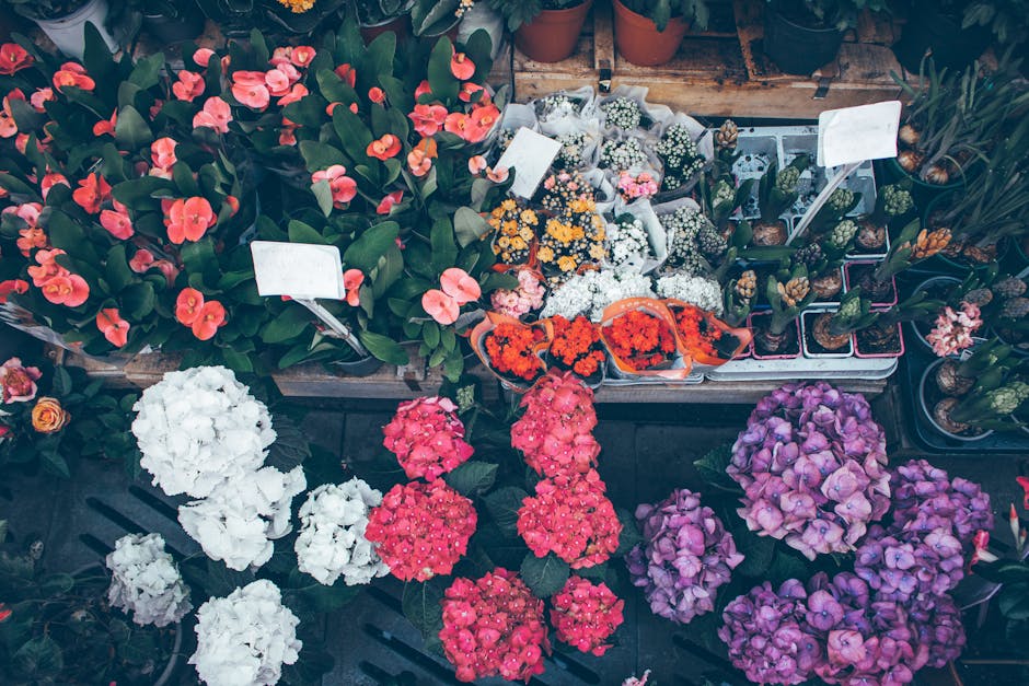 A vibrant display of fresh flowering plants at a florist shop, including large pink and purple hydrangeas, white and pink begonias, and small potted flowering cacti in various sizes and arrangements. 