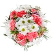 This bouquet, expertly assembled by Northolt's local florists, radiates the fresh spirit of spring renewal found in nearby Northala Fields. At its heart, crisp white daisies with sun-bright green centers bloom vibrantly, set among plush coral-pink carnations whose ruffled petals create layers of captivating texture and warmth. Wispy clusters of white baby's breath meander between the main blooms, introducing a gentle, airy contrast that lifts the arrangement. Hints of colour glimmer from slender alstroemeria buds, their subtle pink streaks promising future beauty. Encircling this cheerful medley, glossy dark greens and soft, silvered eucalyptus shape a rounded, welcoming silhouette reminiscent of Northolt's family gardens. The palette is fresh yet richly layered, making it perfect for offering congratulations, sending a birthday surprise, or simply sharing a moment of joy with someone dear in the UB5 area. Every element feels thoughtfully chosen to convey care and delight, ensuring the bouquet delivers not only visual beauty but an uplifting buoyancy to any home. With each detail, this arrangement reflects the artistry and heartfelt connection Northolt's florists bring to their craft, making every delivery a celebration of local talent and warmth.